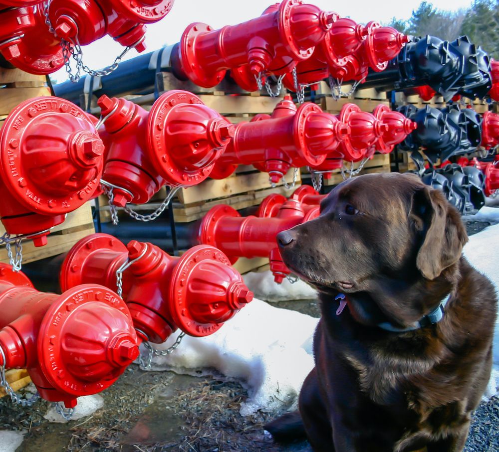 All About Proteinuria